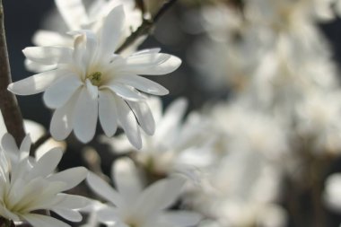 Güneşli bir günde beyaz manolya çiçekleri.