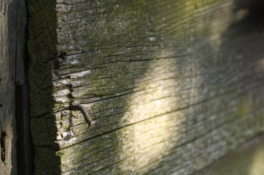 Eski, harap olmuş ahır, tahtalar dökülüyor..