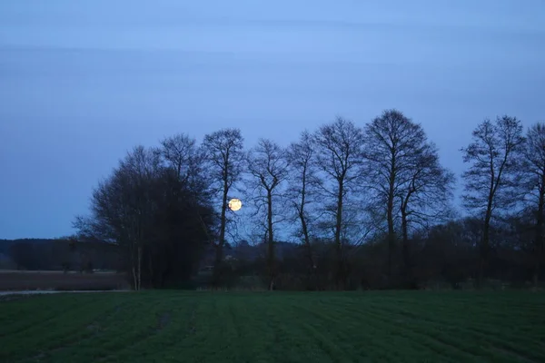 Dolunay, dolunay, ağaç gölgeleri, Aşağı Vistula vadisi..