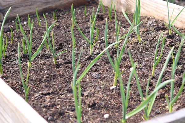 Kışın yetişen sarımsak yetiştirme.