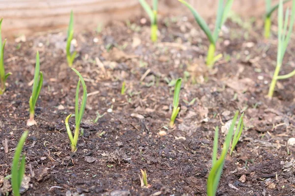 Kışın yetişen sarımsak yetiştirme.