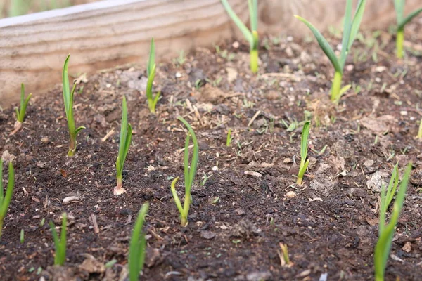 Kışın yetişen sarımsak yetiştirme.