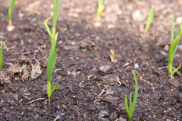 Kışın yetişen sarımsak yetiştirme.