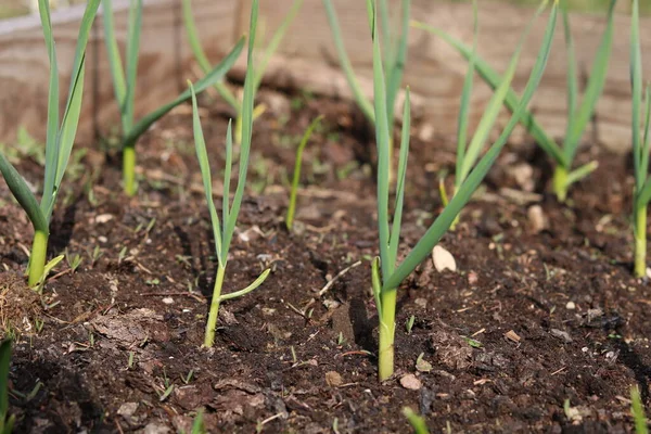 Kışın yetişen sarımsak yetiştirme.
