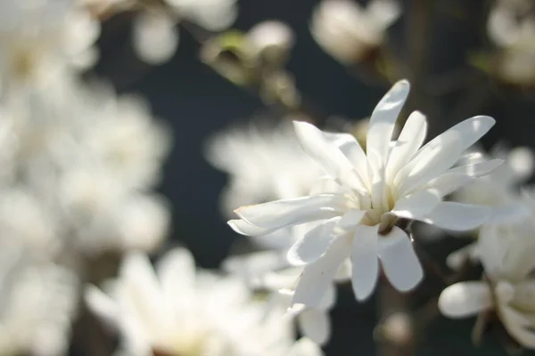 White Magnolia Flowers Sunny Day — 스톡 사진