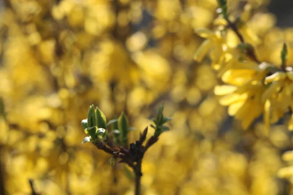 Yellow Flowers Forsythia Yellow Background — Photo