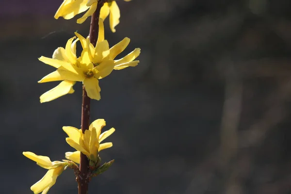 Flores Amarelas Forsythia Fundo Escuro — Fotografia de Stock