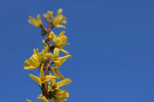 Yellow Flowers Forsythia Blue Background — Foto Stock