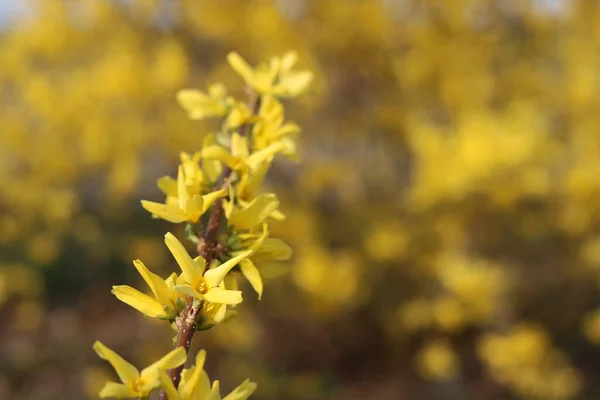 Yellow Flowers Forsythia Yellow Background — Fotografia de Stock