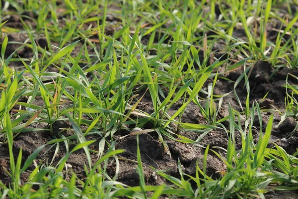 Buğday tarlası, tahıl ekimi, bahar, güneşli gün.