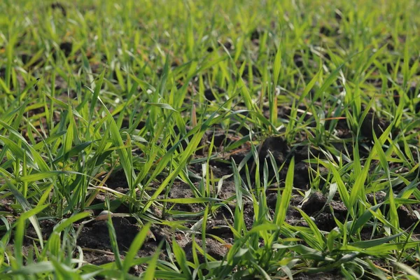 Buğday tarlası, tahıl ekimi, bahar, güneşli gün.