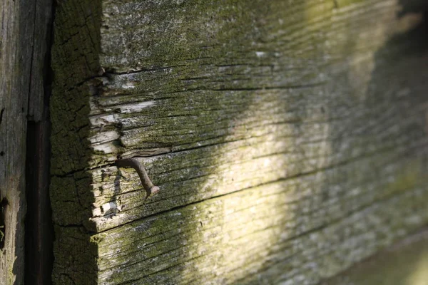 Eski, harap olmuş ahır, tahtalar dökülüyor..