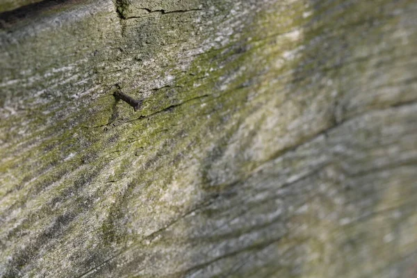 Eski, harap olmuş ahır, tahtalar dökülüyor..
