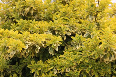 Euonymus Zümrüt ve Altın, sarı yapraklar.