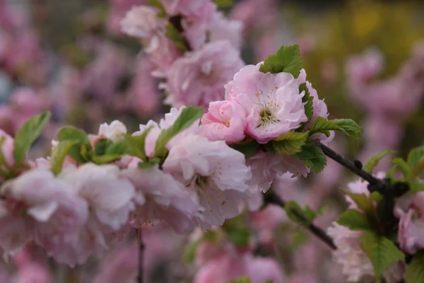 Pink Almond Flower Bees — Zdjęcie stockowe