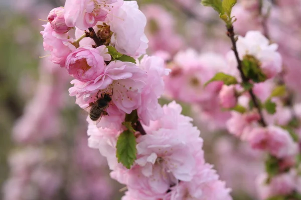 Pink Almond Flower Bees — ストック写真