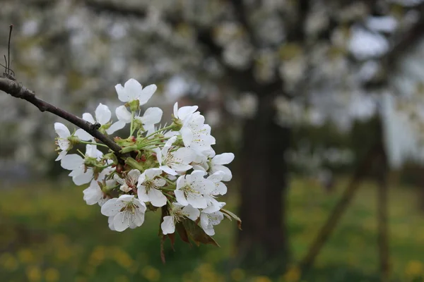 Білі Квіти Вишневого Цвіту — стокове фото