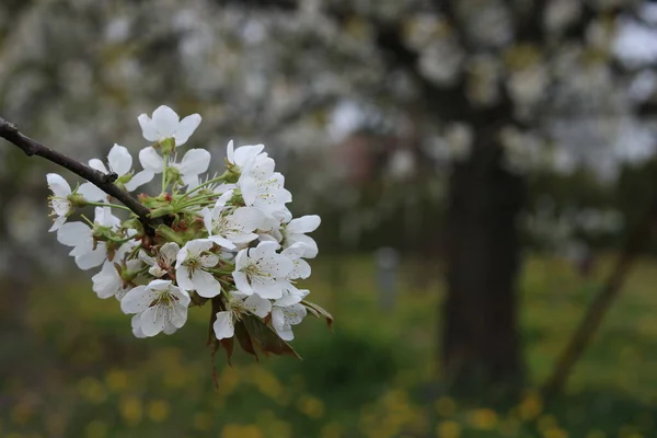 Bílé Květy Třešňových Květů — Stock fotografie