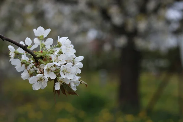桜の白い花 — ストック写真