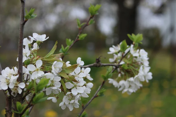 Weiße Blüten Der Kirschblüten — Stockfoto