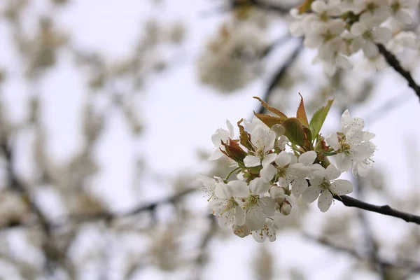 Bílé Květy Třešňových Květů — Stock fotografie