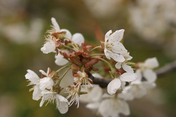 桜の白い花 — ストック写真