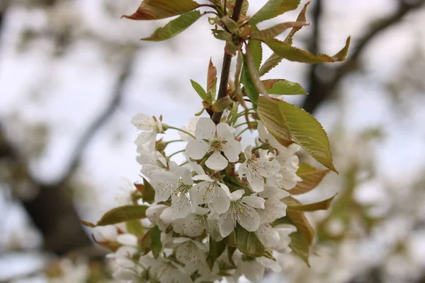 桜の白い花 — ストック写真