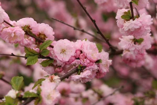 Pink Almond Flower Bees — Zdjęcie stockowe