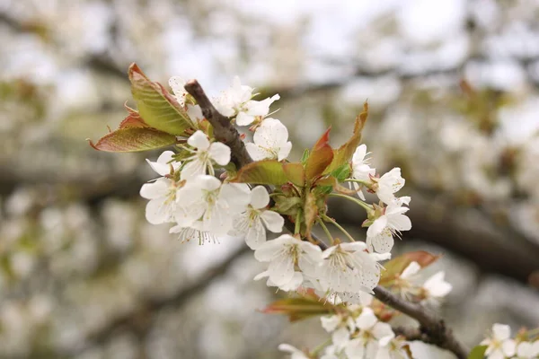 桜の白い花 — ストック写真