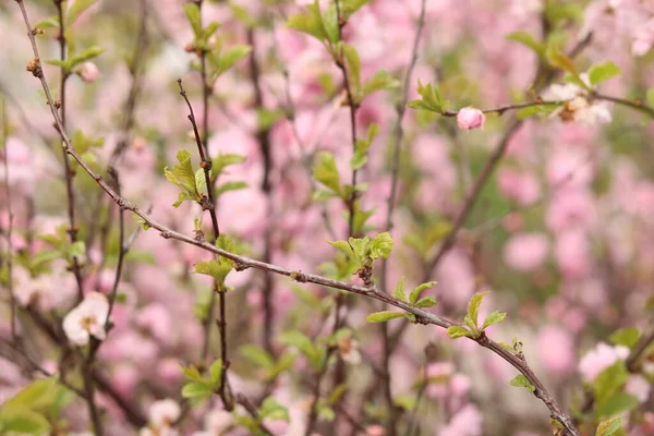 Pink Almond Flower Bees — ストック写真