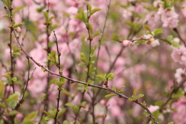 Pink Almond Flower Bees — Zdjęcie stockowe