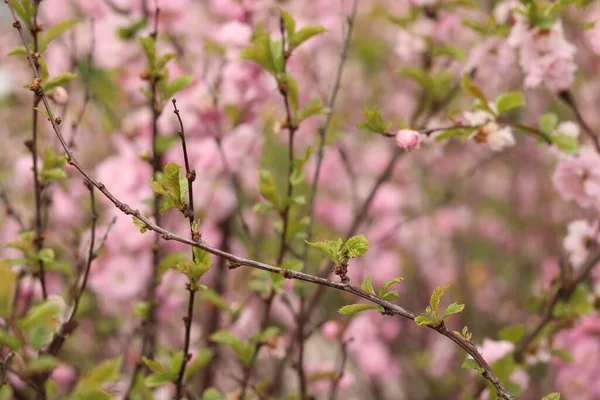 Pink Almond Flower Bees — ストック写真