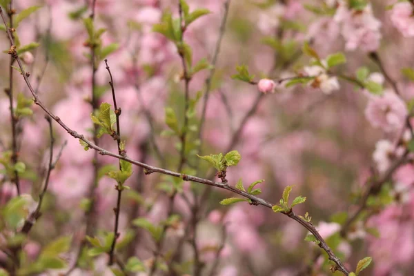 Рожева Квітка Мигдалю Бджолами — стокове фото