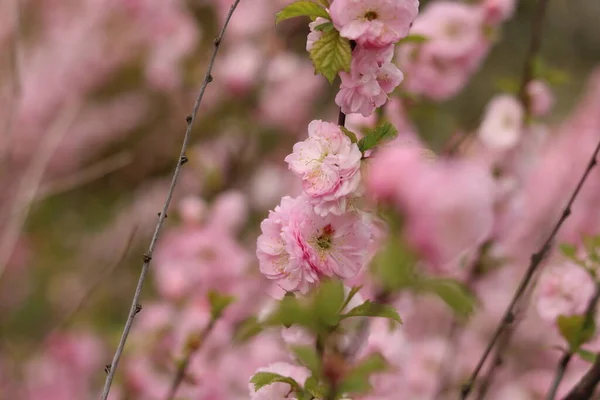 Pink Almond Flower Bees — ストック写真