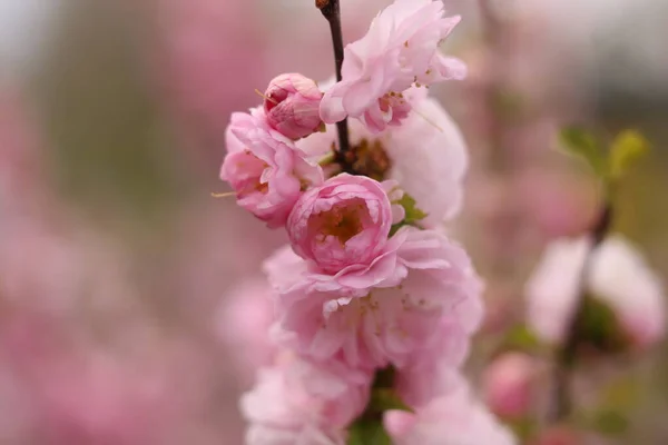 Pink Almond Flower Bees — ストック写真