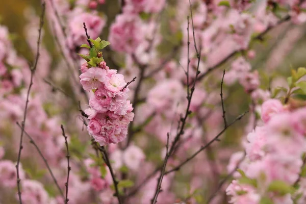 Pink Almond Flower Bees — Zdjęcie stockowe