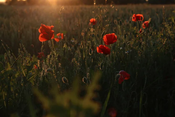 Poppy Flowers Sunset Golden Hour — Stock Photo, Image