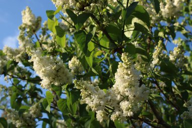 Güneşli bir akşamda beyaz leylak çiçekleri.