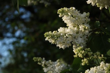Güneşli bir akşamda beyaz leylak çiçekleri.