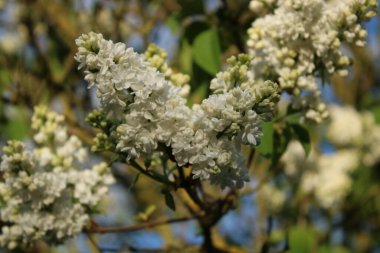Güneşli bir akşamda beyaz leylak çiçekleri.