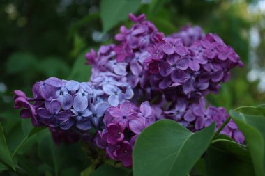 Güneşli bir akşamda mor leylak çiçekleri.