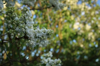 Güneşli bir akşamda beyaz leylak çiçekleri.