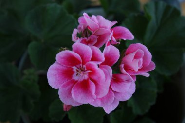 Pencere kenarında pembe sardunya çiçekleri.