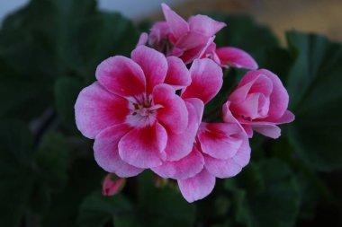 Pencere kenarında pembe sardunya çiçekleri.