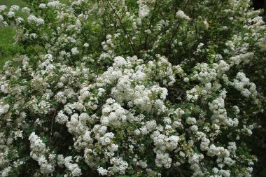 Orman yolunda beyaz çiçeklerin çığlıkları.