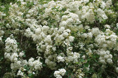 Orman yolunda beyaz çiçeklerin çığlıkları.