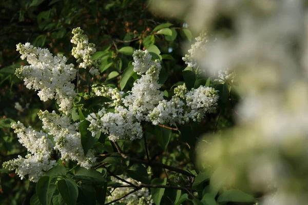 White Lilac Flowers Sunny Evening — 图库照片