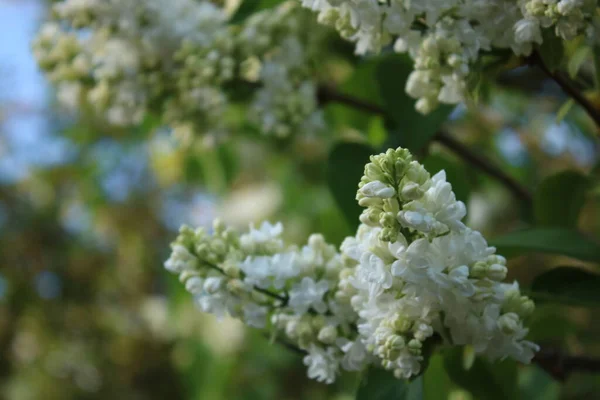 White Lilac Flowers Sunny Evening — Photo
