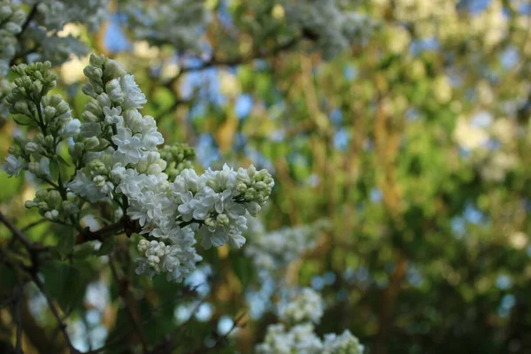 White Lilac Flowers Sunny Evening — Photo