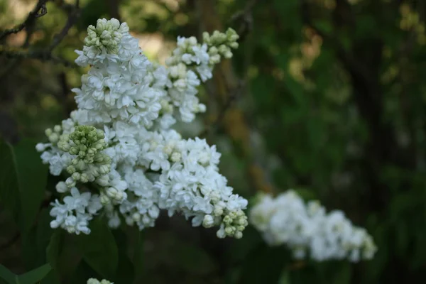 White Lilac Flowers Sunny Evening — Photo